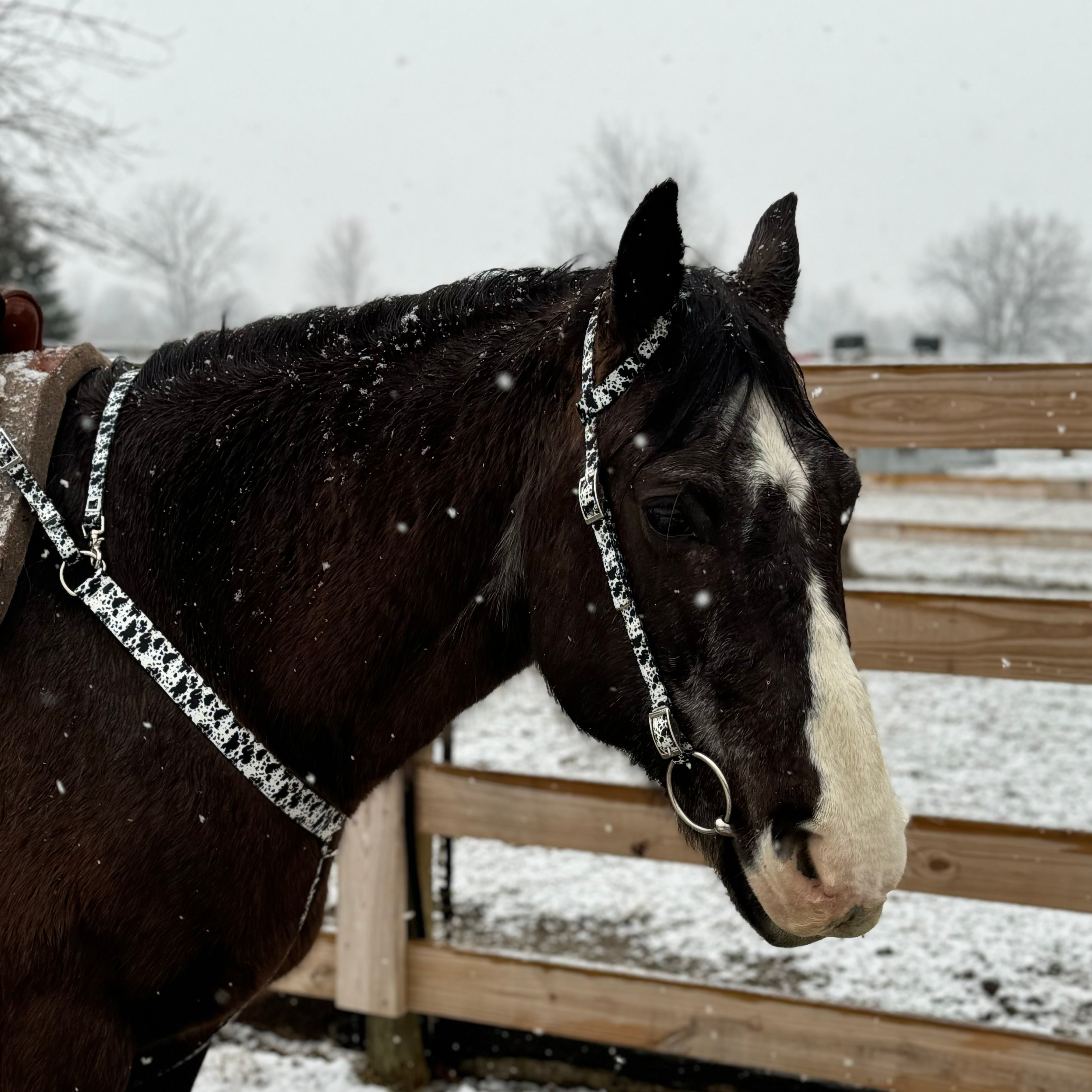 Black Cow Print Breast Collars with a Wither Strap