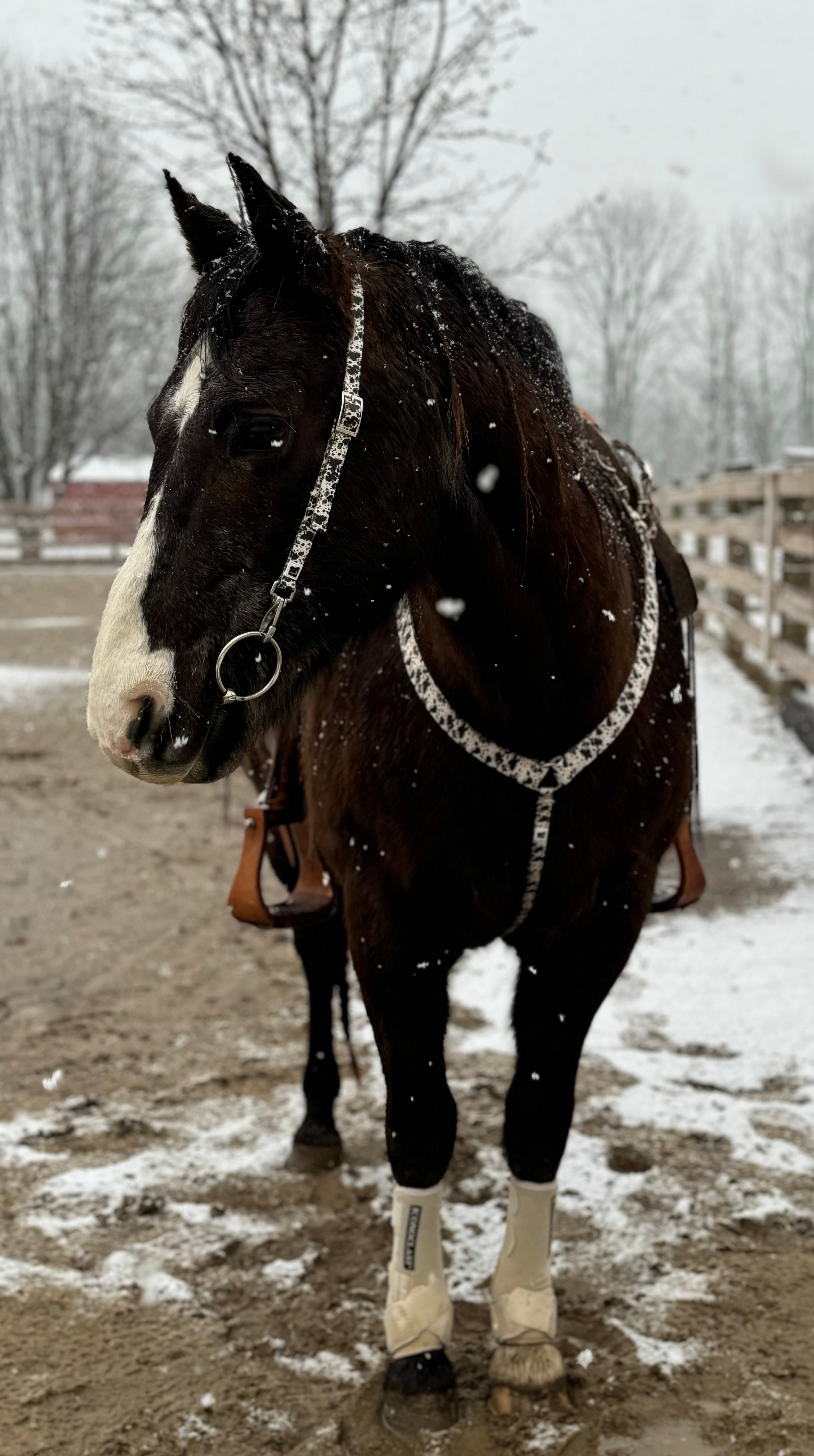 Brown Cow Print Breast Collars with a Wither Strap