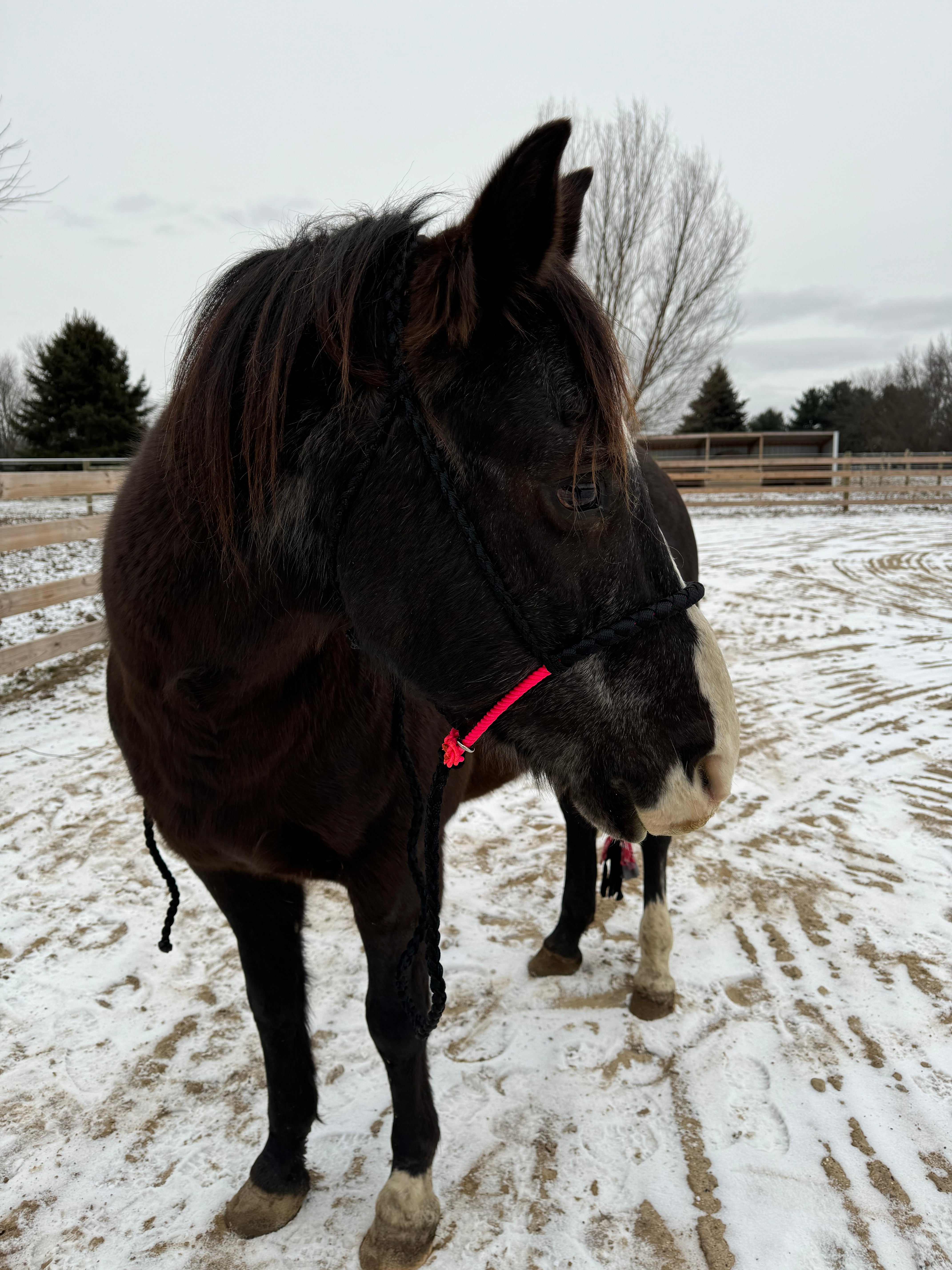 Black & Neon Lariat Style Halters