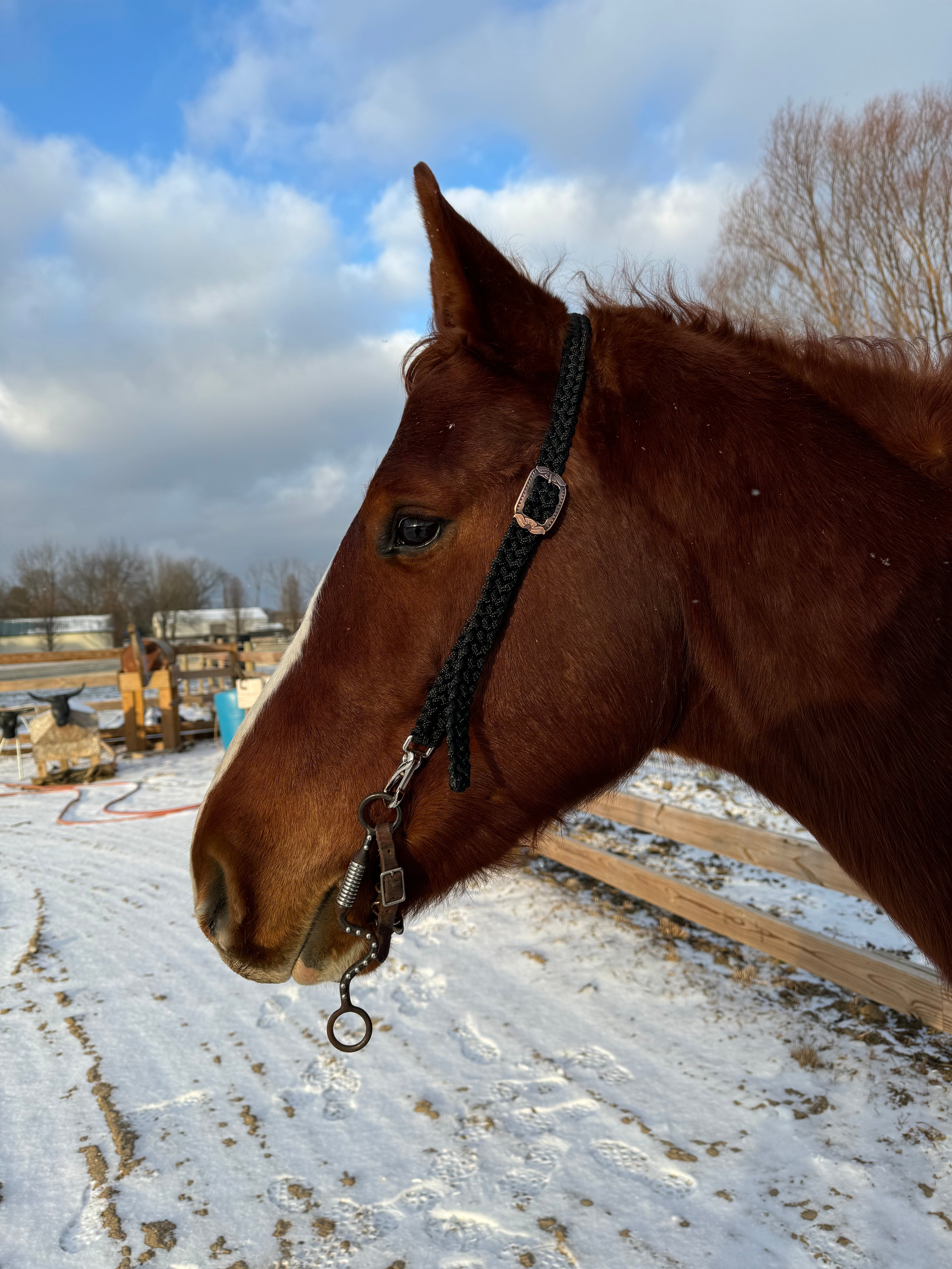 One Ear Quick Change Headstalls