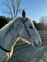 Black Cheetah One Ear Headstalls