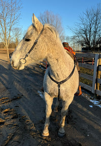 Black Cheetah One Ear Headstalls