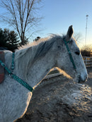 Turquoise Cheetah Breast Collars with a Wither Strap