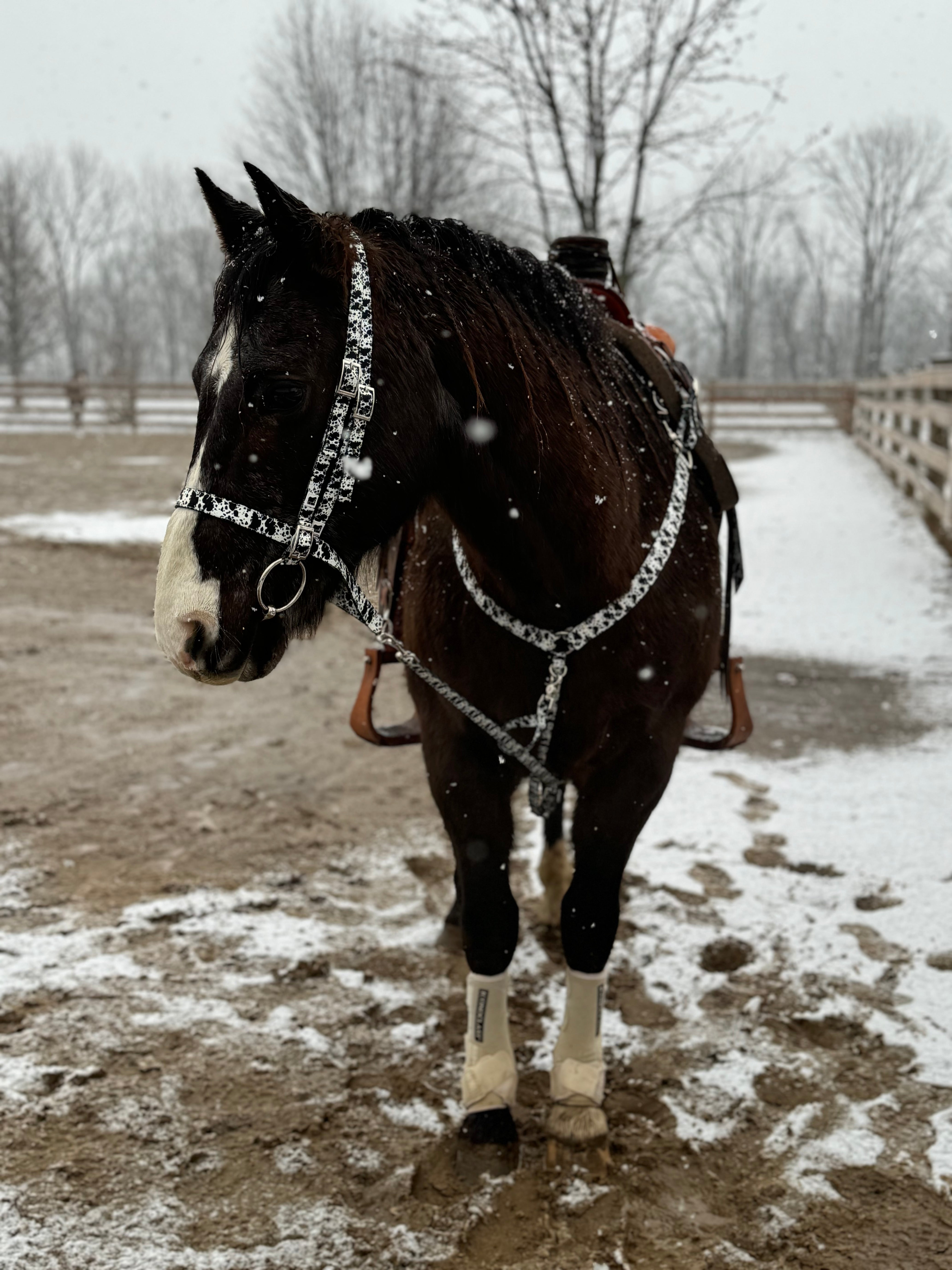 Black Cow Print Tack Sets