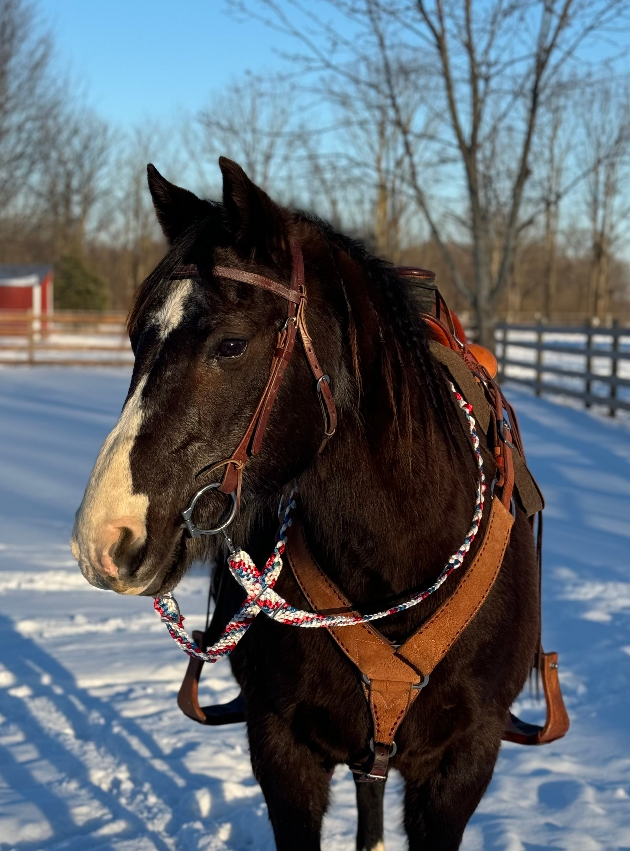 “ ‘Merica” Loop Reins