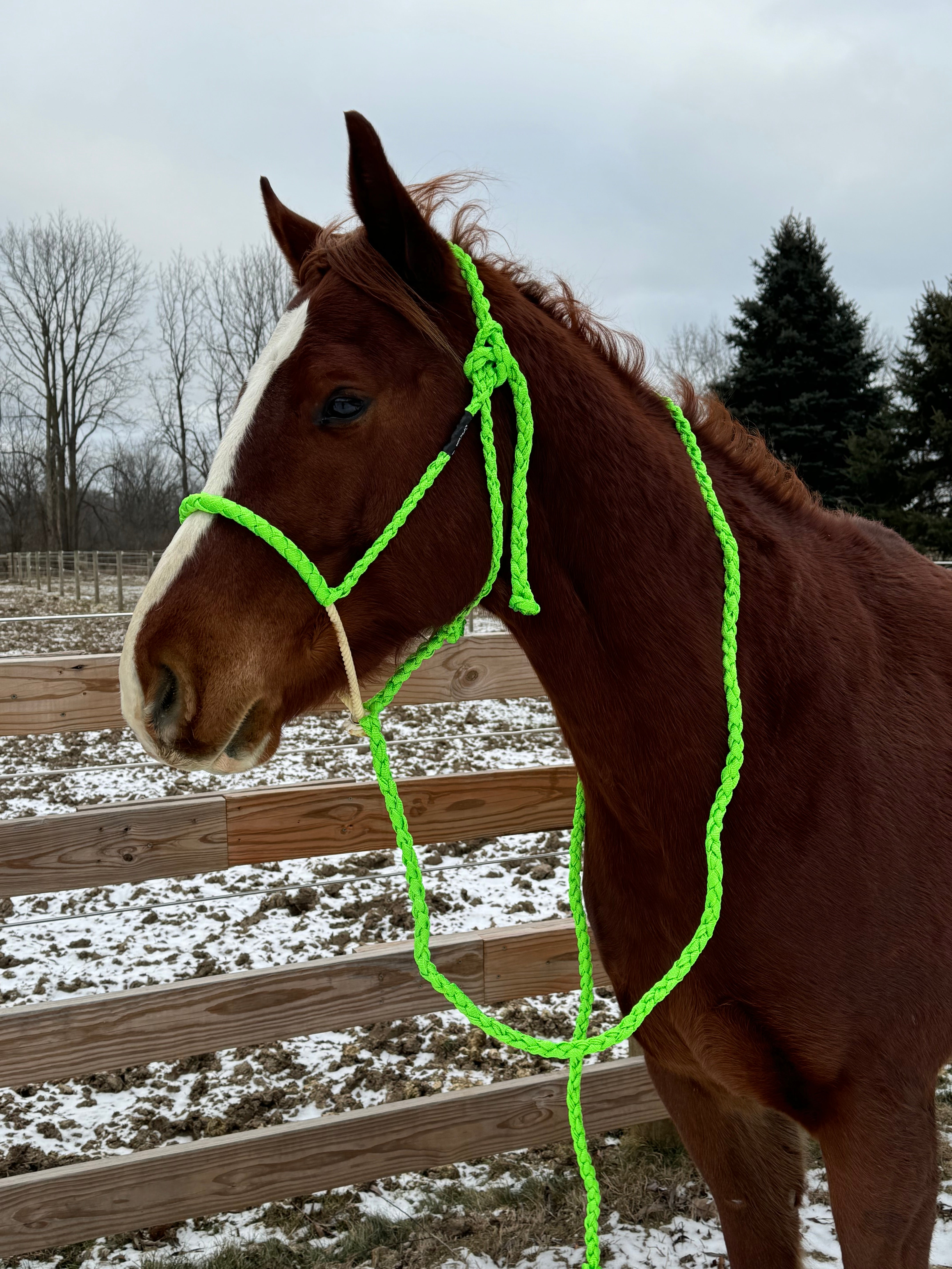 Neon on White Lariat Halters