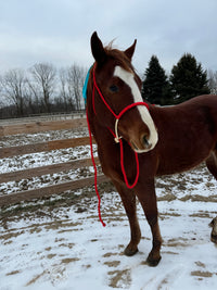 Lariat Mule Tape Halters (Standard Horse Size)